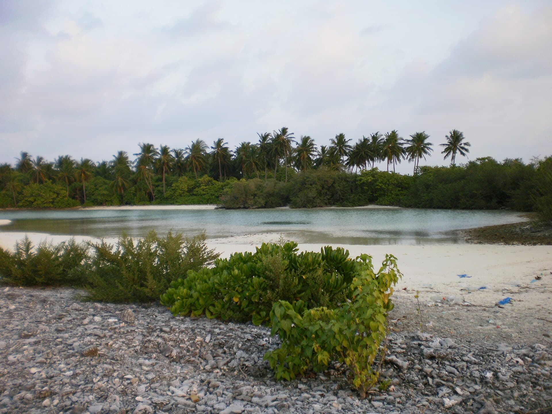 Thudee muli - panoramio